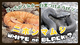 ヘビ関東ページ sddefault.jpg?v=66498ae6