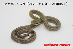 CB仔ヘビ販売について | ジャパン・スネークセンター