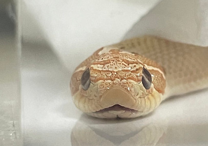 Jscヘビコン22結果発表ページ ジャパン スネークセンター