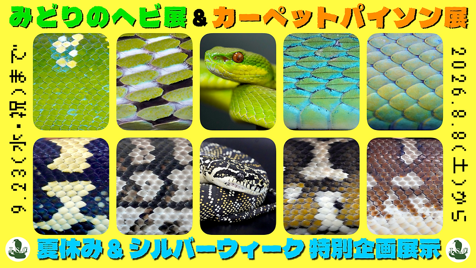 26夏シルバーPOP①.PNG