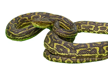 園内施設 ジャパン スネークセンター