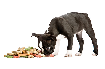 Eating Puppy