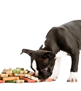 Eating Puppy
