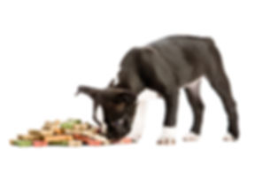 Eating Puppy