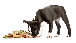 Small black bully breed, eating from a pile of kibble. New ways to feed your dog.