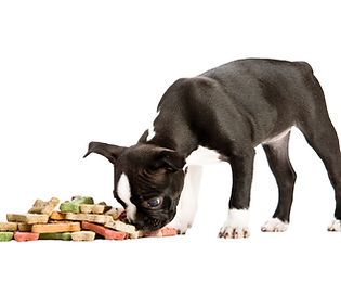 Puppy Sniffing Treats