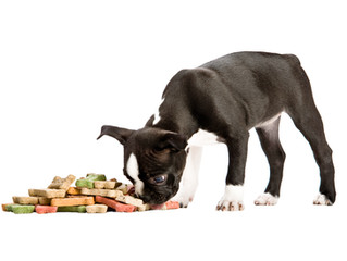 A Stress Reliever...for your dog!