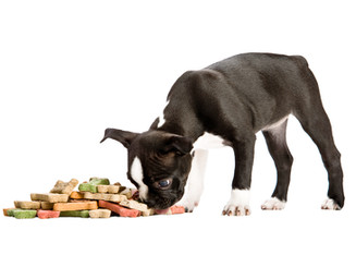 Eating Puppy