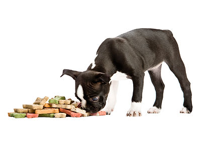 puppy eating treats