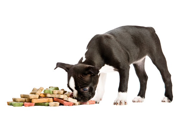 National Dog Biscuit Day