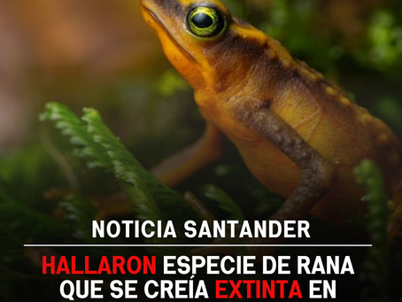 Hallaron especie de rana que se creía extinta en Santander
