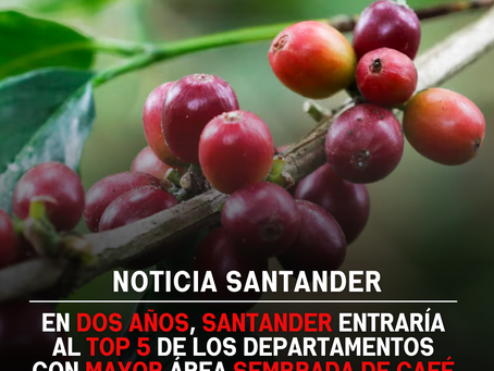 En dos años, Santander entraría al top 5 de los departamentos con mayor área sembrada de Café