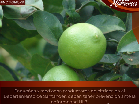 El ICA da recomendaciones a cultivadores de limón en Santander por enfermedad HLB 