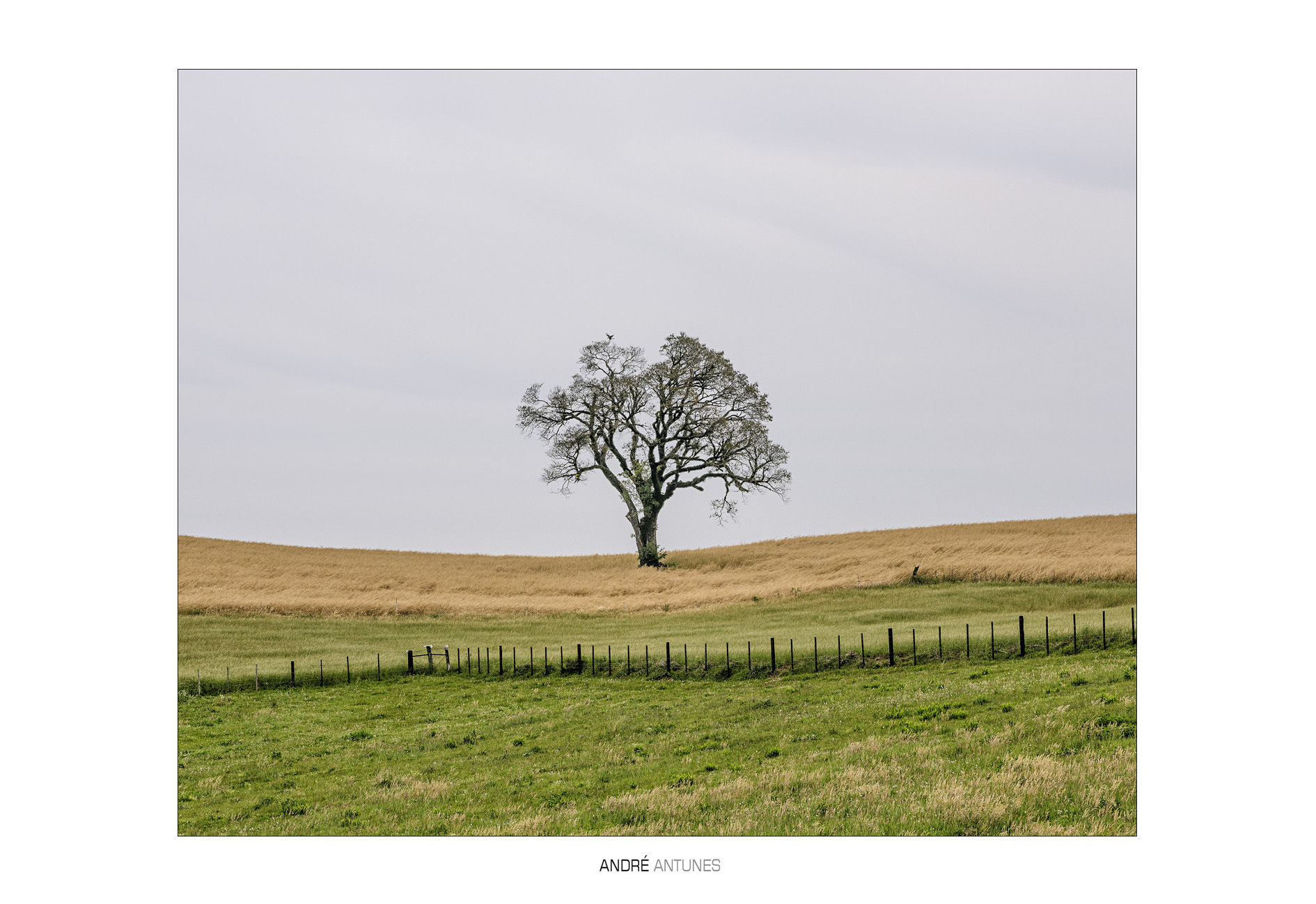 A Árvore e o Carcará