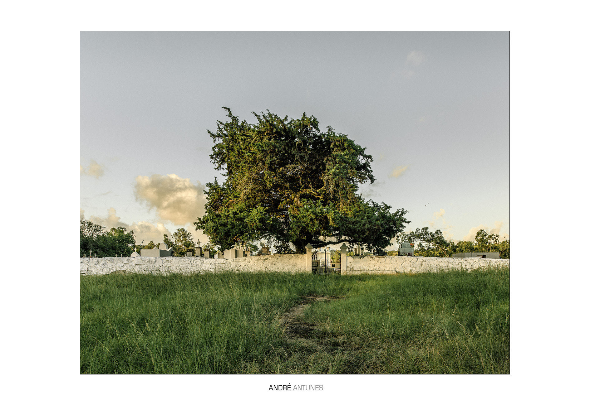 Árvores do Sul (20)