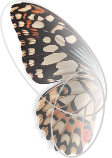 You are a butterfly