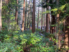 Dwellings among the trees