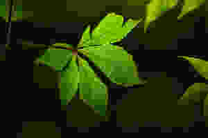 Feuille d’arbre verte sur un fond sombre