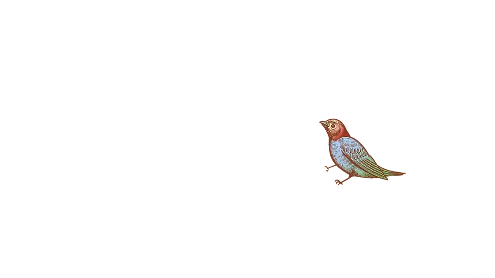 01-bird-01.webp
