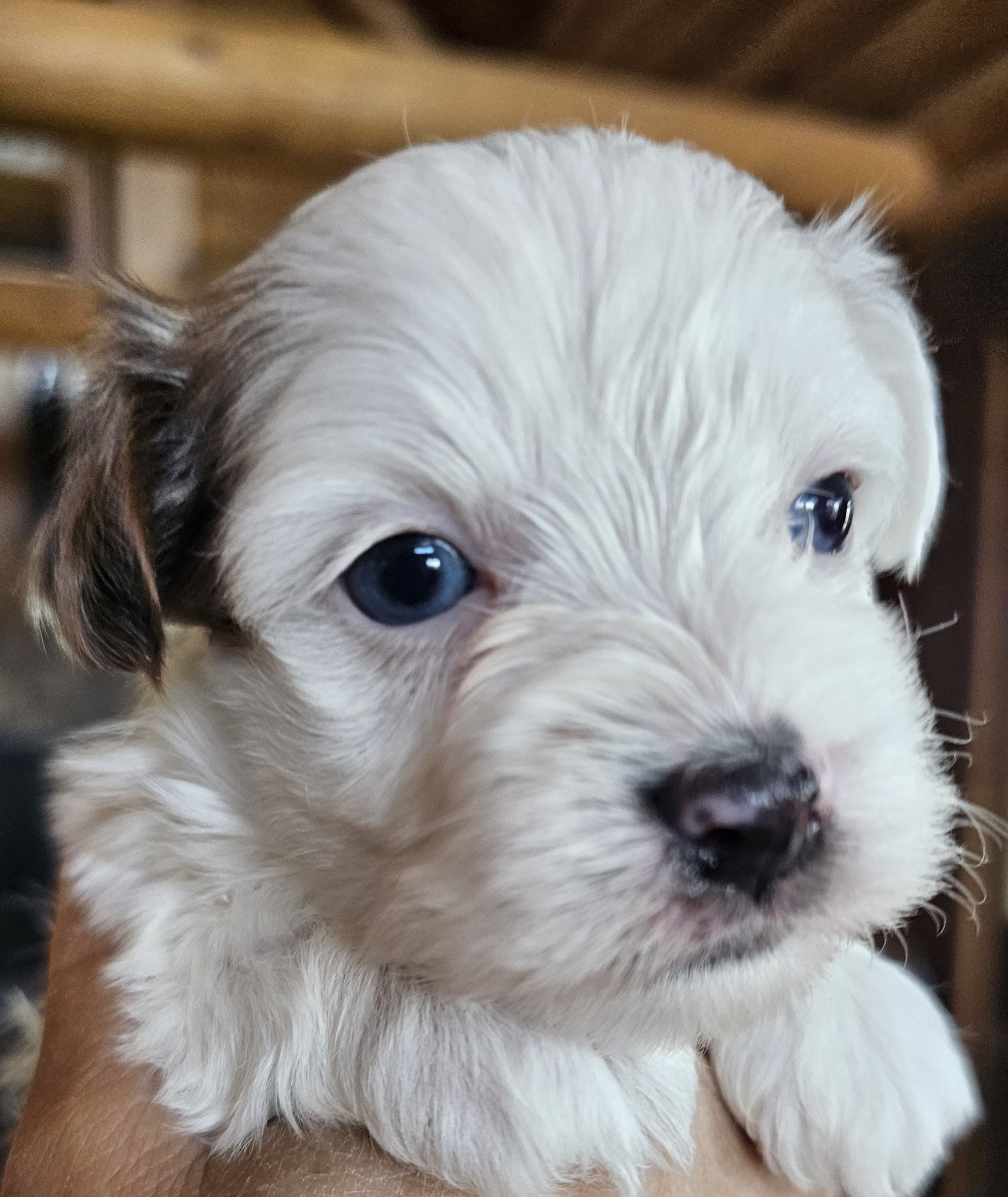 Blueberry standard male both blue eyes