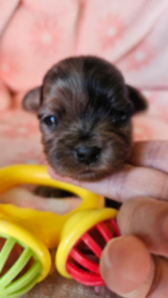 Bluemerle toy female