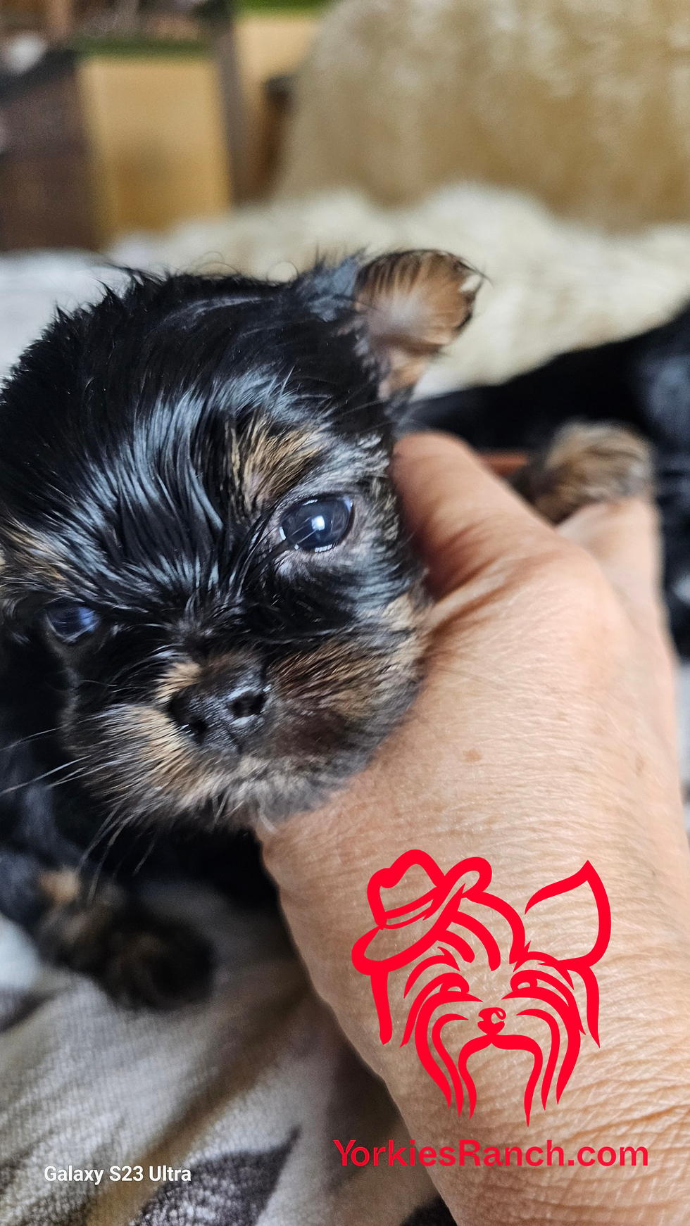 Teacup traditional female, coat will stay dark