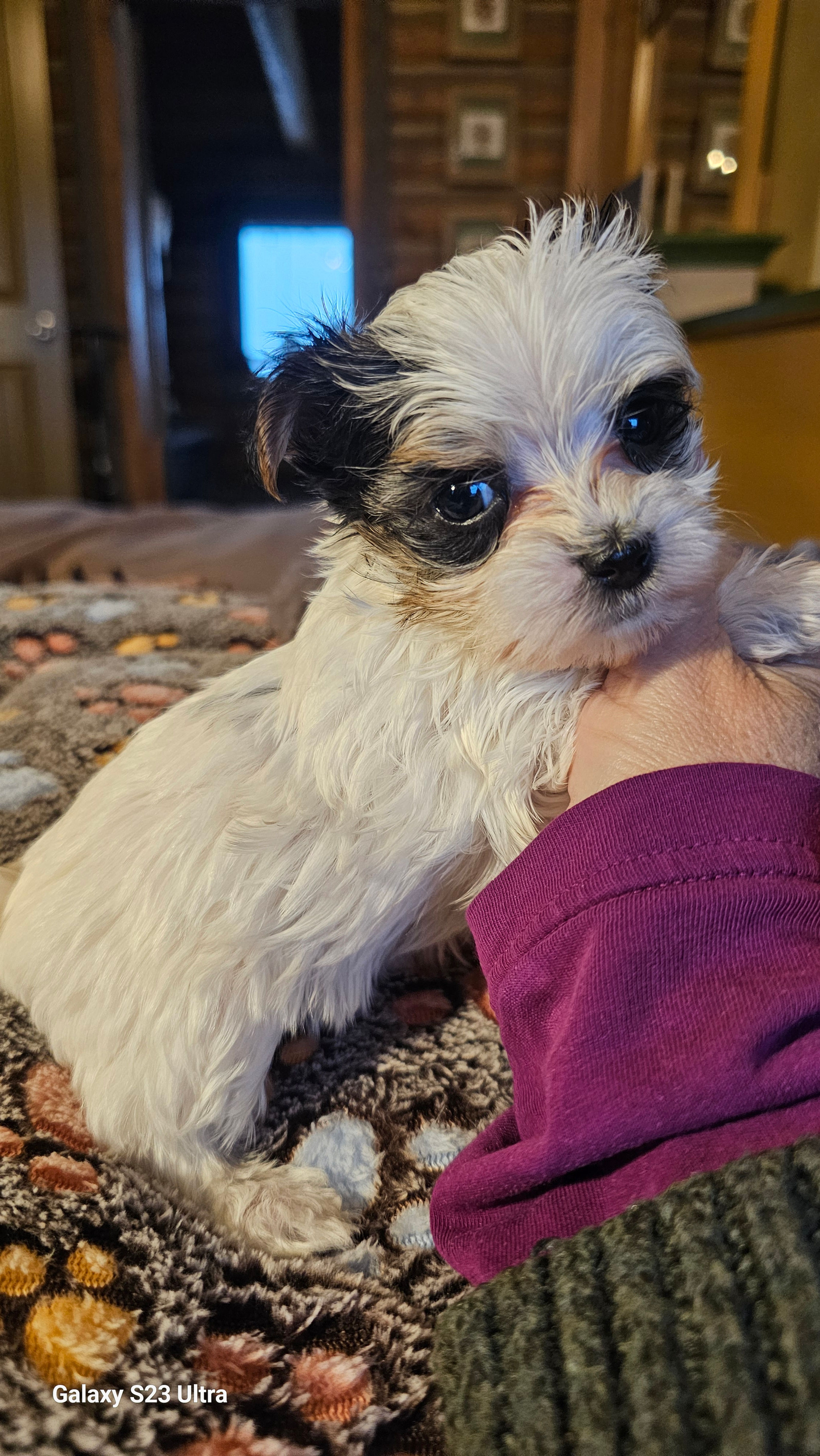 Parti  teacup female