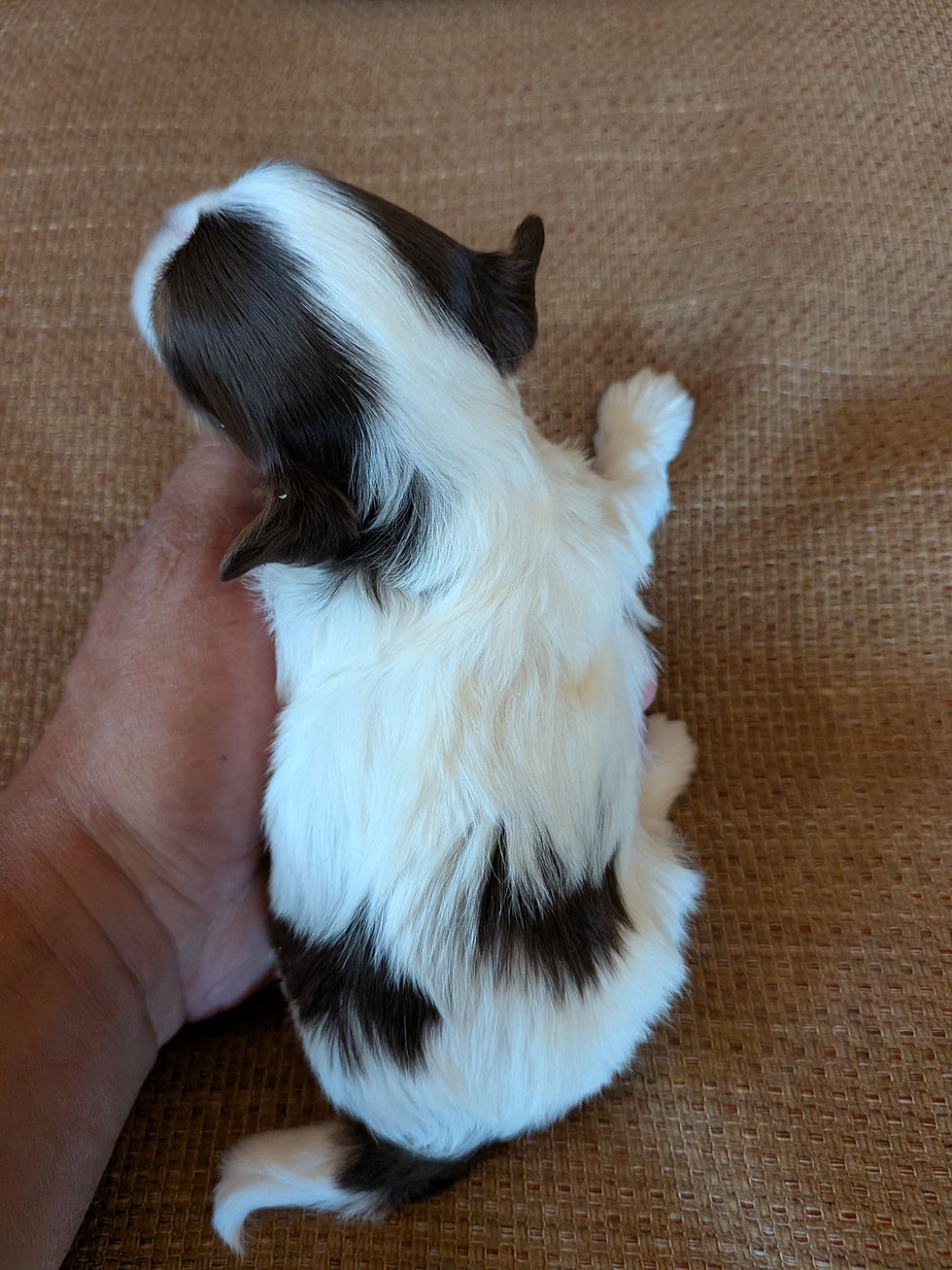 Thumbnail: Chocolate parti female tiny toy, champion lines