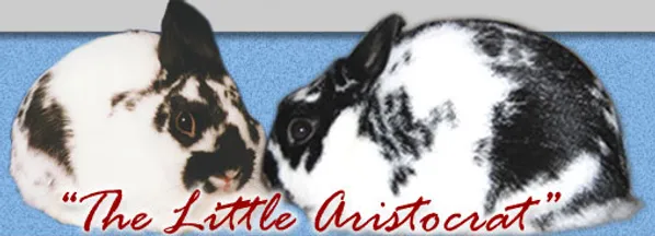 american polish rabbit