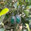 Thumbnail: Natural Rosecut Emerald and Oxidized Sterling Silver Earrings 