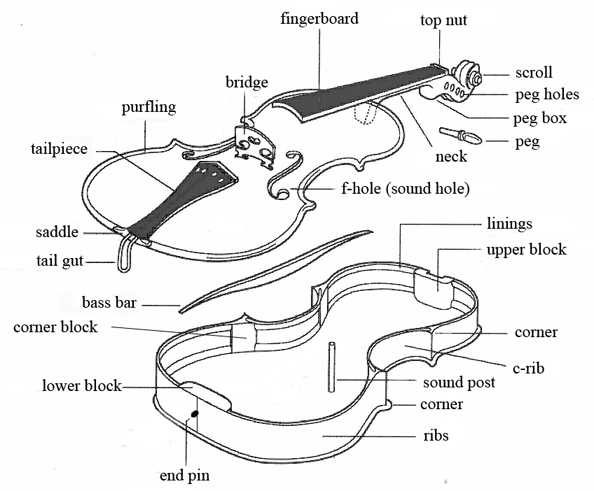 Structure of a violin 