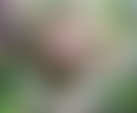 Best Flower vol.47掲載