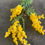 Thumbnail: Mimosa