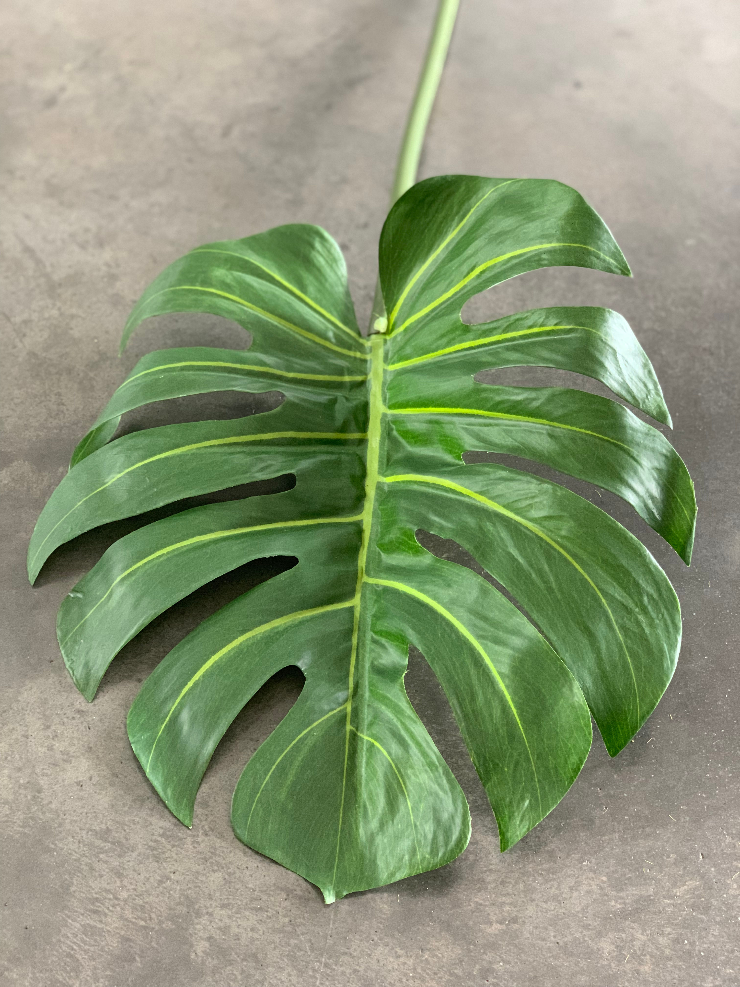 Large Monstera