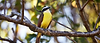 WCA_WEB_RESOURCES_WILDLIFE.png