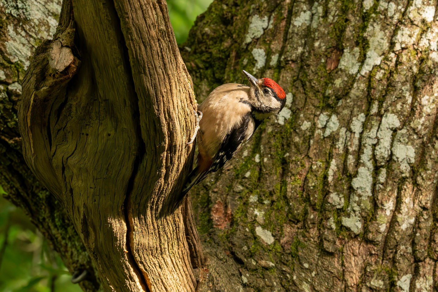 _R179460-Edit