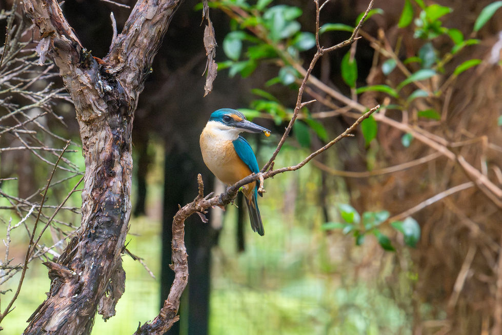 DSC_7986 cropped 12 x 8copy