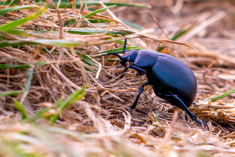 Wildlife Photography