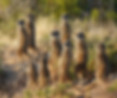 Meerkat Family