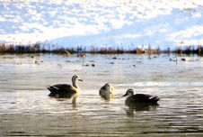 課 題17_三羽集まれば　宮下　尚禧.jpg