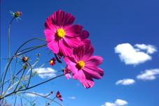 秋空に競う　矢野　宏一