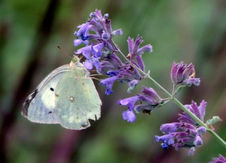 ハーブに魅せられて　宮下　尚禧