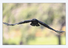 11-その他-自由27_頭上かすめるカラス　黒岩　   透.jpg