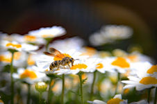 蜜の味２　嶋　浩一郎
