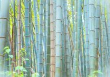 竹林の春　坂部　昌也.jpg