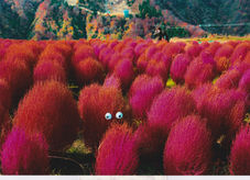 コキアの畑を行く　嶋　浩一郎