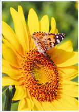 課 題12_朝日を浴びて　星野   　甫.jpg