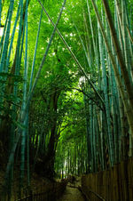 課 題26_深緑の小径　佐多　逸朗.jpg