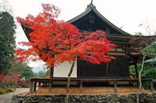 課 題26_燃える紅葉　嶋　浩一郎.jpg