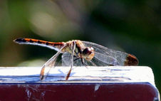 ひと休み　宮下　尚禧